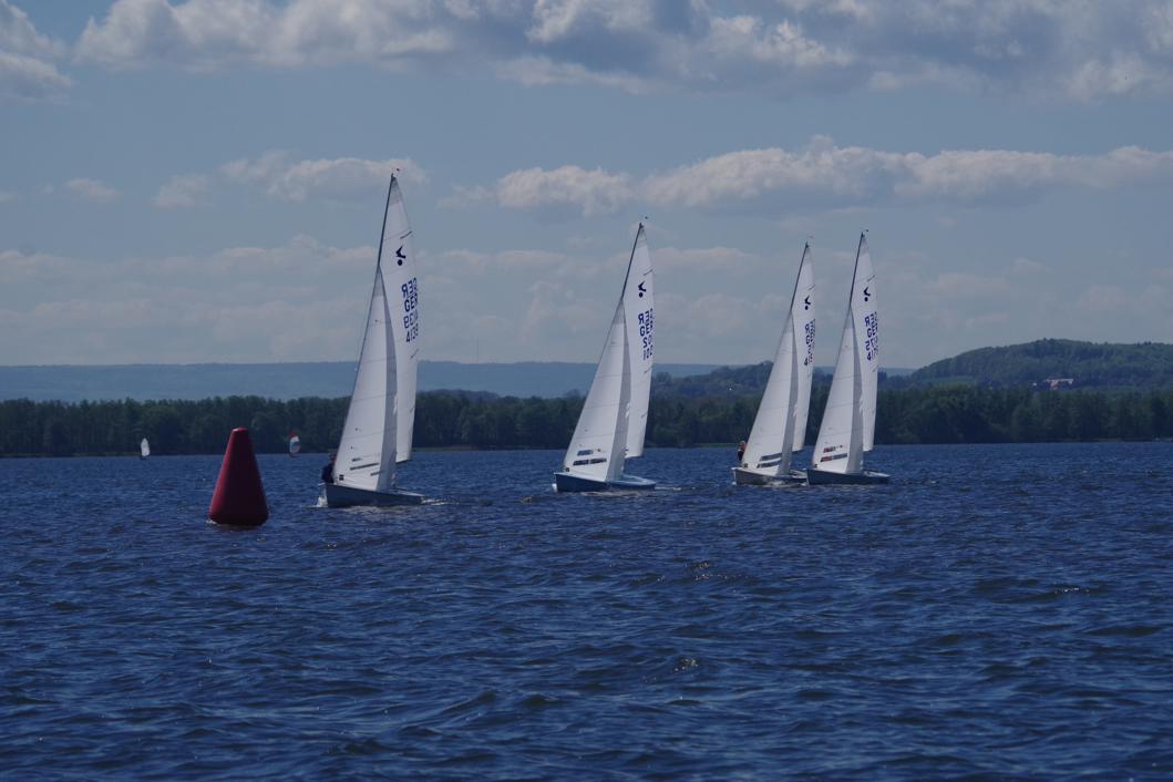 Kielzugvögel am Steinhuder Meer